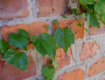Brick wall at Cathedral of St. Peter and St. Paul in Đakovo Croatia