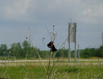 A red-wing black bird at a rest area in Nebraska