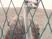 Emu in Osijek Croatia