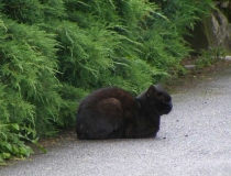 Cat in Osijek Croatia
