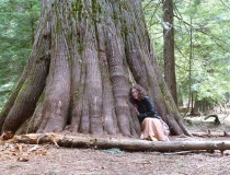 A massive cedar