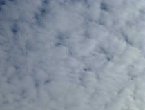 Flocks of birds in flight