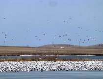 Massive flocks of snow geese