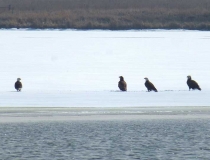 Eagles on a tiny frozen lake