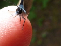 Butterfly on my finger