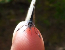 Butterfly on my finger