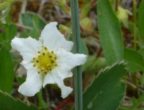 Strawberry flowers