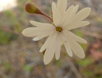 Montana spring flowers