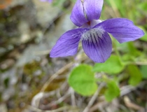 Wild violets