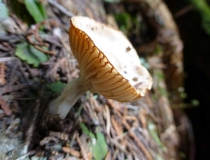 Macro mushroom