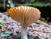 Macro mushroom