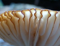 Macro mushroom