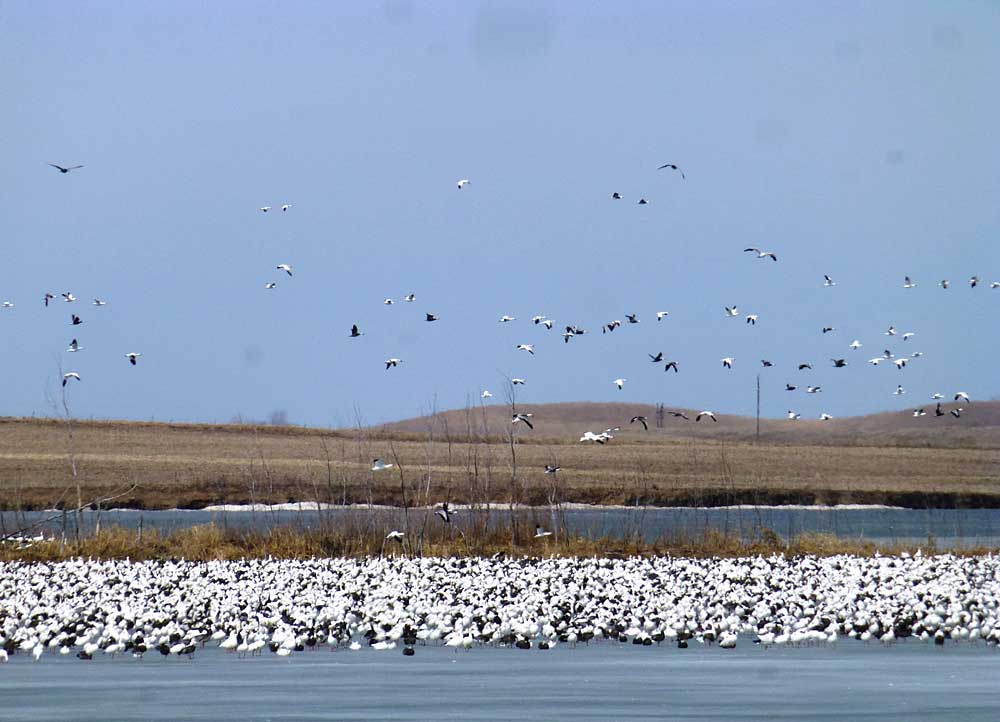 Massive flocks of snow geese