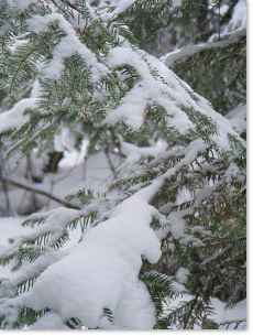 Snow on pine branches